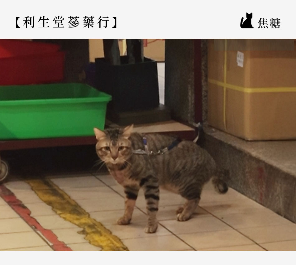 【Taipei．台北大稻埕】跟著貓印走！ 解鎖老派巷弄的「大稻埕．尋貓地圖」s2