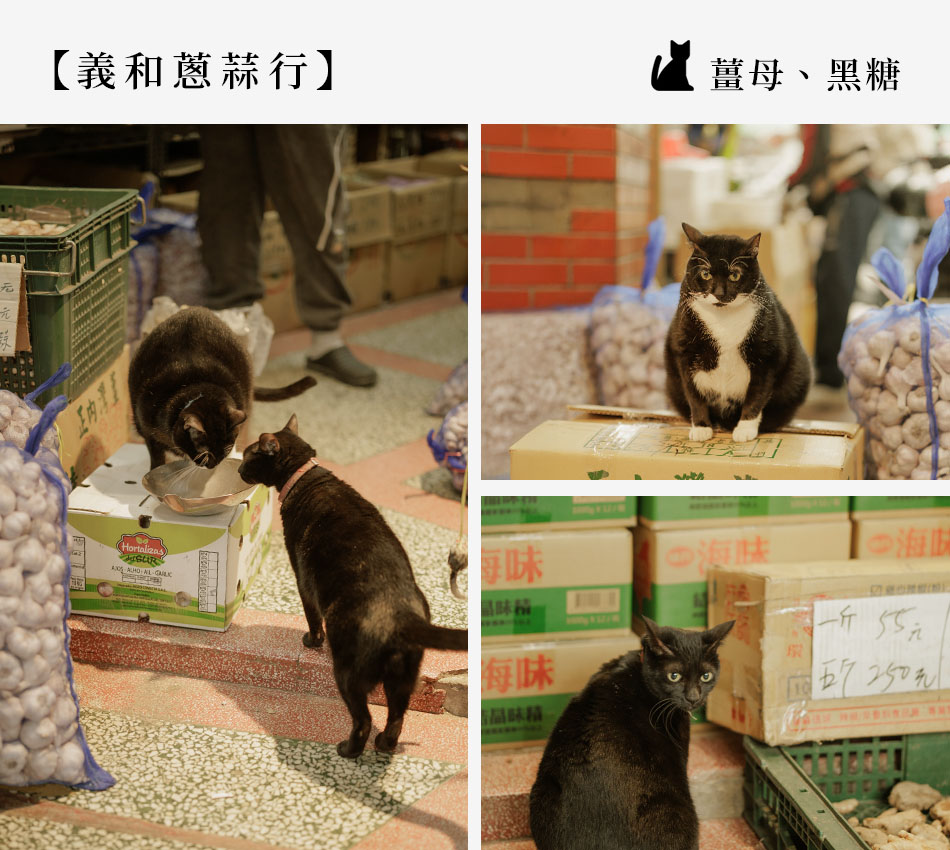 【Taipei．台北大稻埕】跟著貓印走！ 解鎖老派巷弄的「大稻埕．尋貓地圖」s2