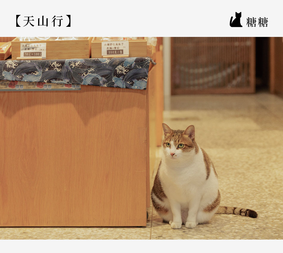 【Taipei．台北大稻埕】跟著貓印走！ 解鎖老派巷弄的「大稻埕．尋貓地圖」s2